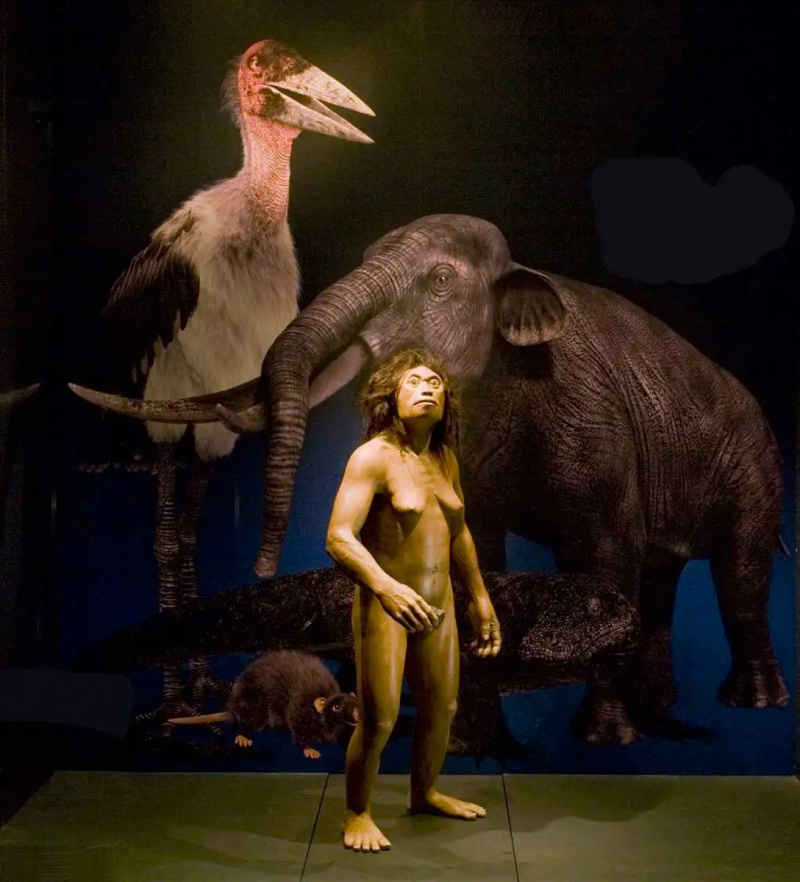   homo floresiensis fauna