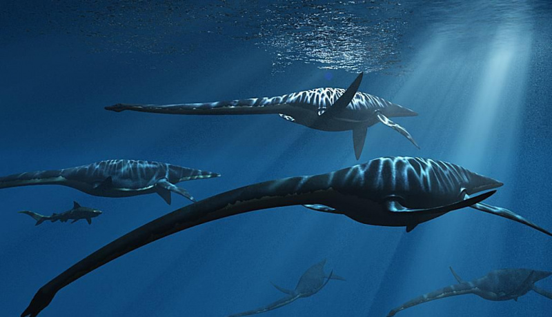 elasmozaur