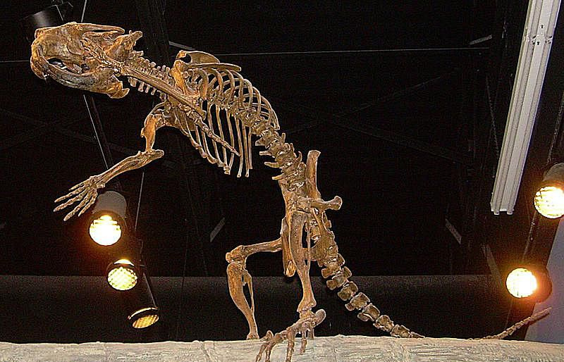castoroides