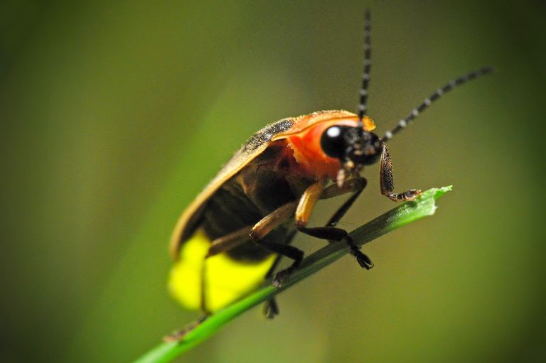 Lucciola.