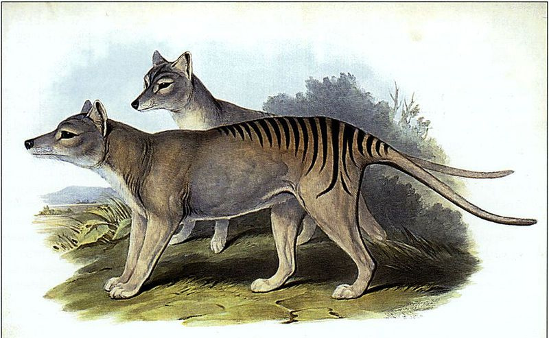 Tigre de Tasmania