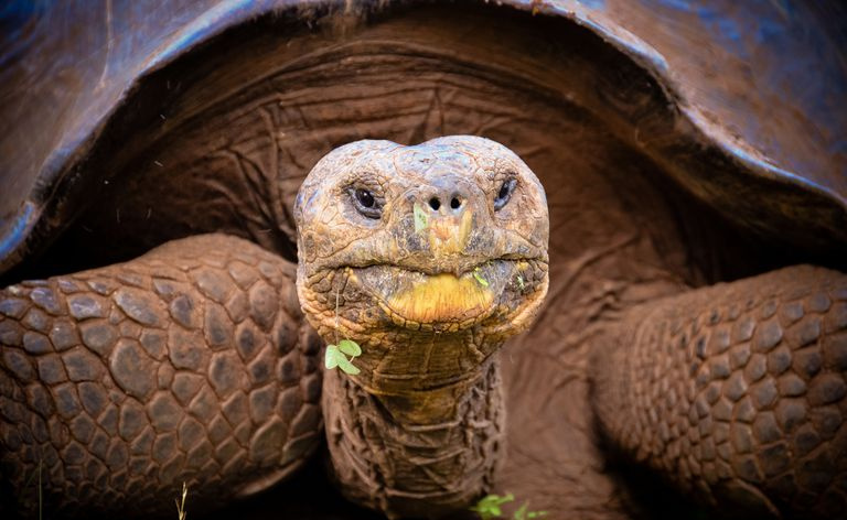 Tartaruga gigante de Galápagos - elefante de Geochelone