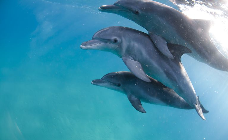Mozambique, Ponta do Ouro, tres delfines nariz de botella en agua clara