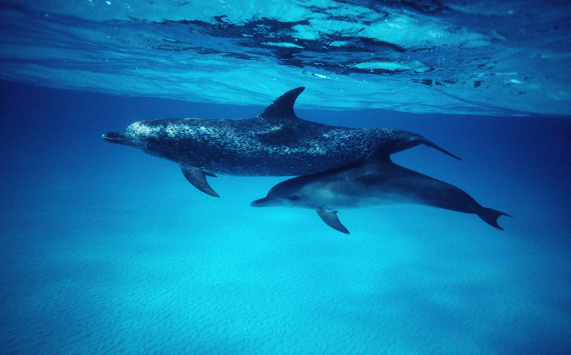Delfines moteados del Atlántico (Stenella frontalis) madre y cría
