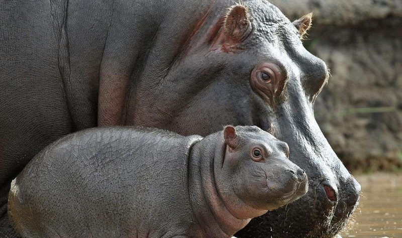 愛称で呼ばれる生後 5 週のカバの子牛