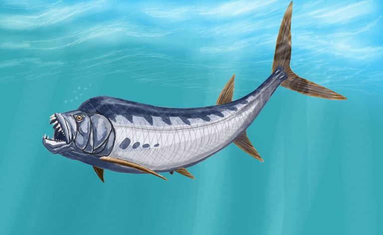 Xiphactinus