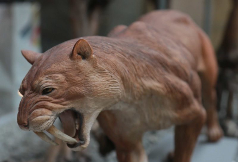 smilodon