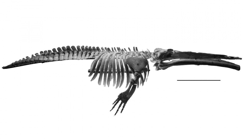 cetoterīda vaļa Cetotherium riabinini izceltais skelets