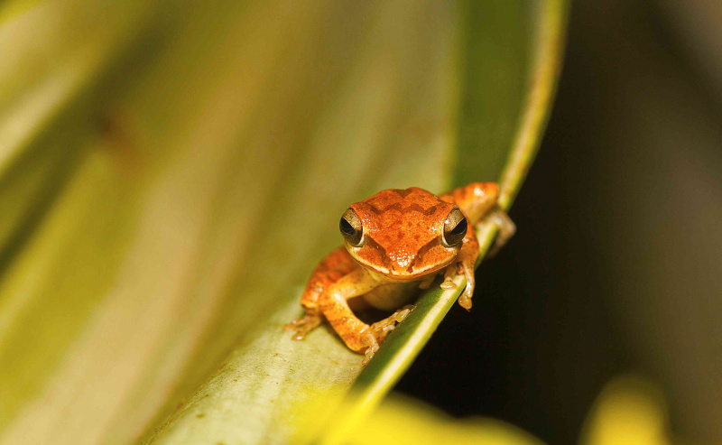 Trefrosk, Polypedates sp., Barnawapara WLS, Chhattisgarh. Familien Rhacophoridae, buskfroskene og paleotropiske trefroskene.
