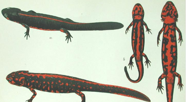 Illustrert daigram av yunnan lake newt