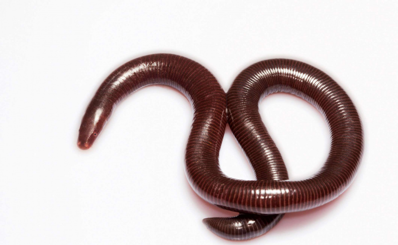 Caecilian, Uraeotyphlus sp, Uraeotyphlidae, Coorg, Karnataka, India