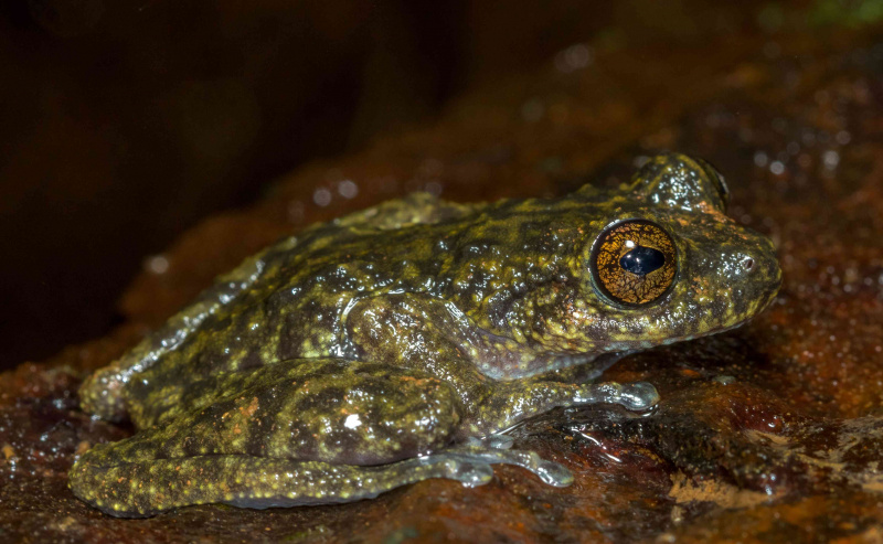 Fossfrosk (Litoria nannotis)