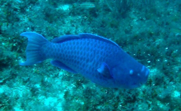 pesce pappagallo blu