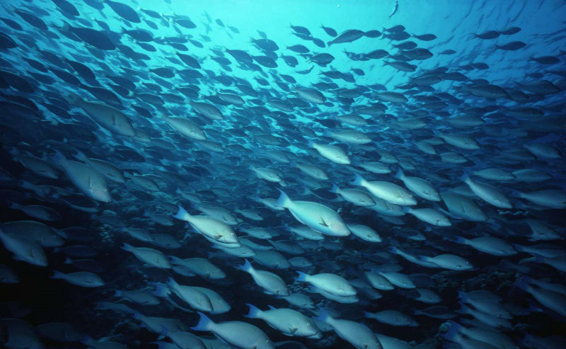 Pesce pappagallo blu