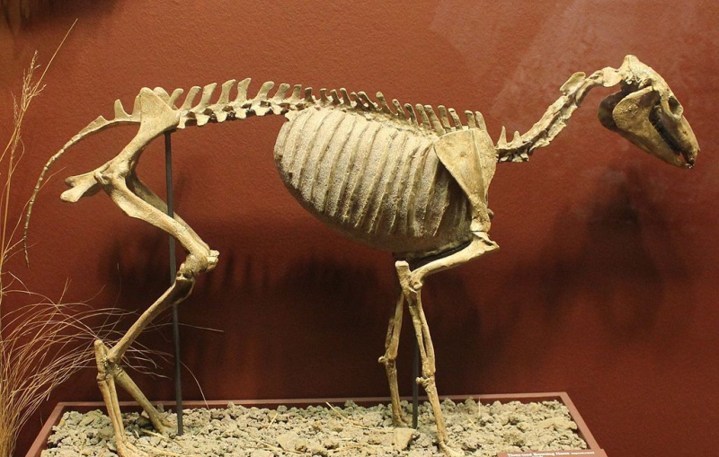 Szkielet Mesohippusa