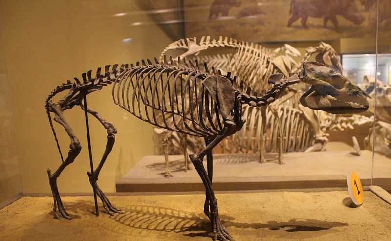 Szkielet Hycrotherium w muzeum