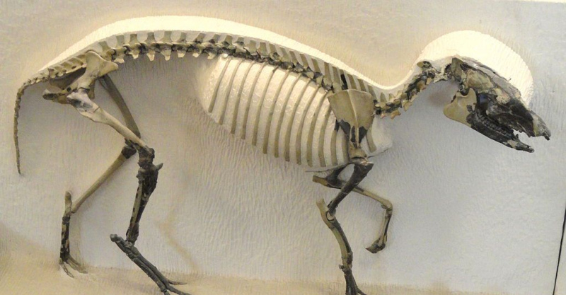 Skamieniałości Orohippus