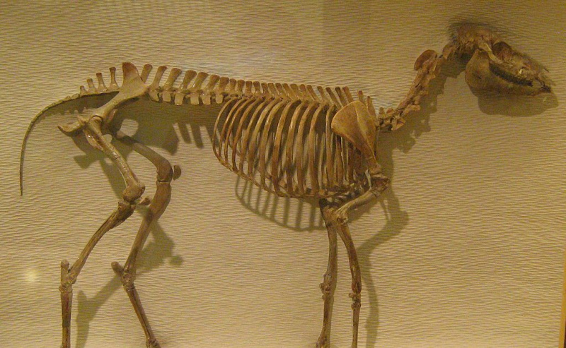 Szkielet Mesohippusa w muzeum