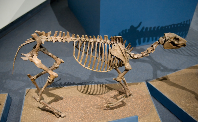 Szkielet Miohippus (późny ogliocen)
