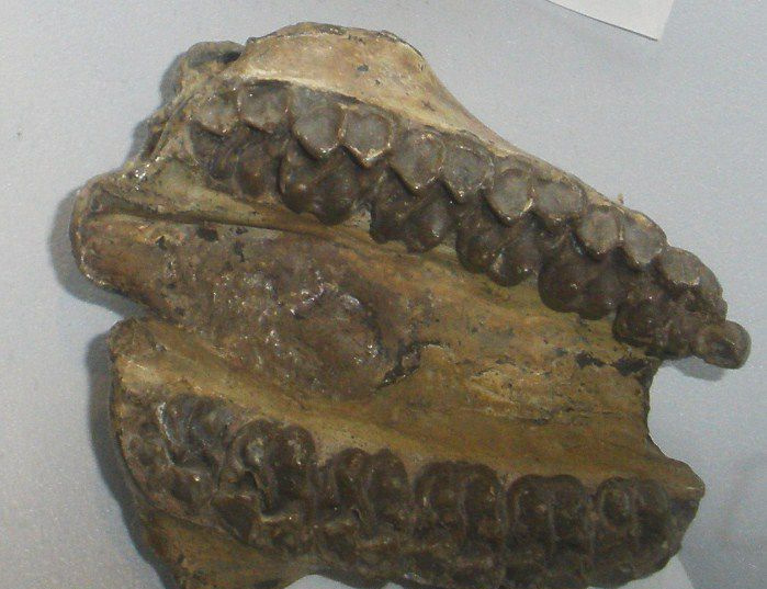 Kość epihippus
