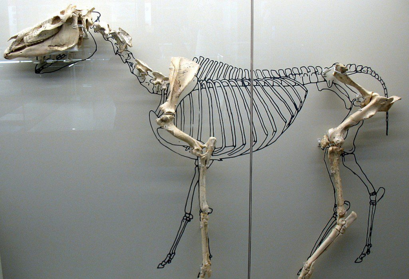 Szkielet Hippariona