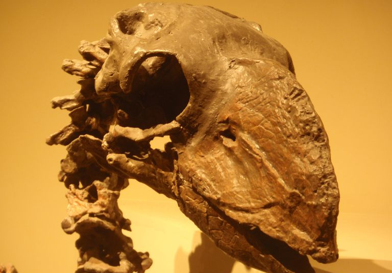 Gastornis