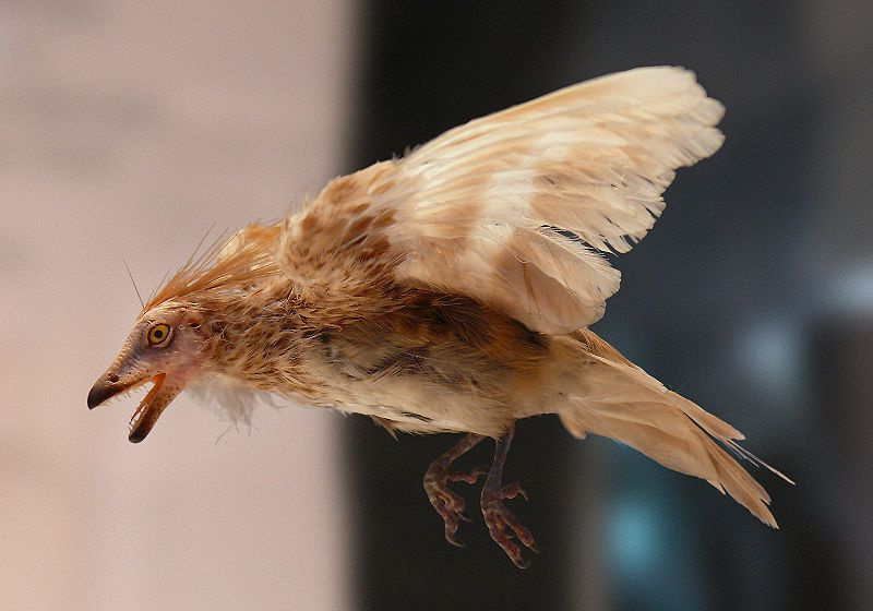 iberomesornis