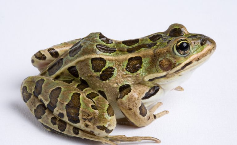 La rana leopardo del norte es originaria de América del Norte.