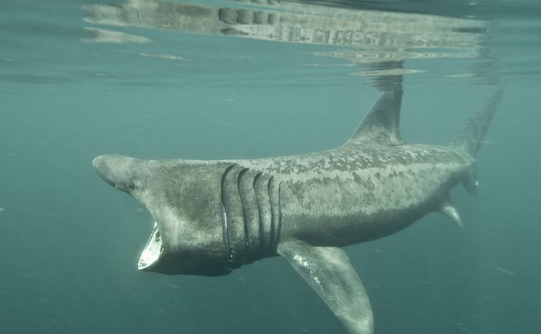 Basking Shark / Mark Harding / Robert Harding World Imagery / Getty Images