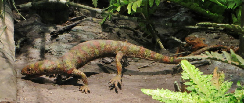 A model of a  <i>Ilonomo</i> , il primo vero rettile, vissuto durante il Tardo Carbonifero