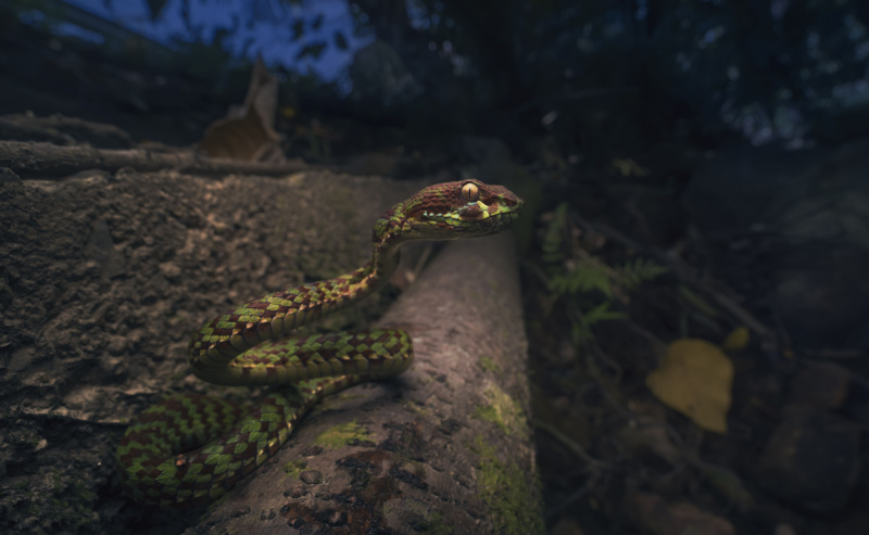 A venomous pit viper snake (  <i>Un bel bambino di tre anni</i> ) su una strada a Krabi, Thailandia</i> ) su una strada a Krabi, Thailandia