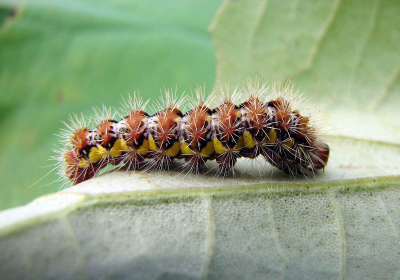 Lagarta de mariposa de punhal manchada.