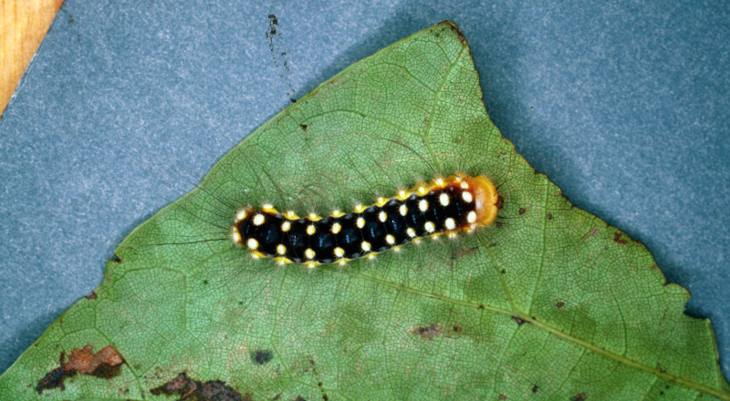 Lagarta de mariposa de flanela branca.