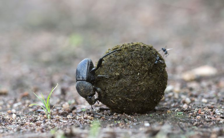 Kukaiņi uz zemes ar kakām vai
