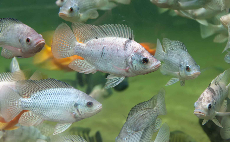 Eine Gruppe von Fischen in einem Aquarium des Naturparks Faunia in Madrid, Spanien, Europa 2015.