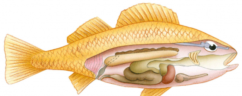 Illustration von Fischen mit Querschnitt, der Darm, Schwimmblase, Herz, Leber und Niere zeigt