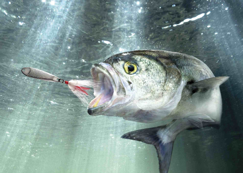 Bluefish (Pomatomus Saltatrix) dargestellt in einer natürlichen Umgebung nach einem Angelköder