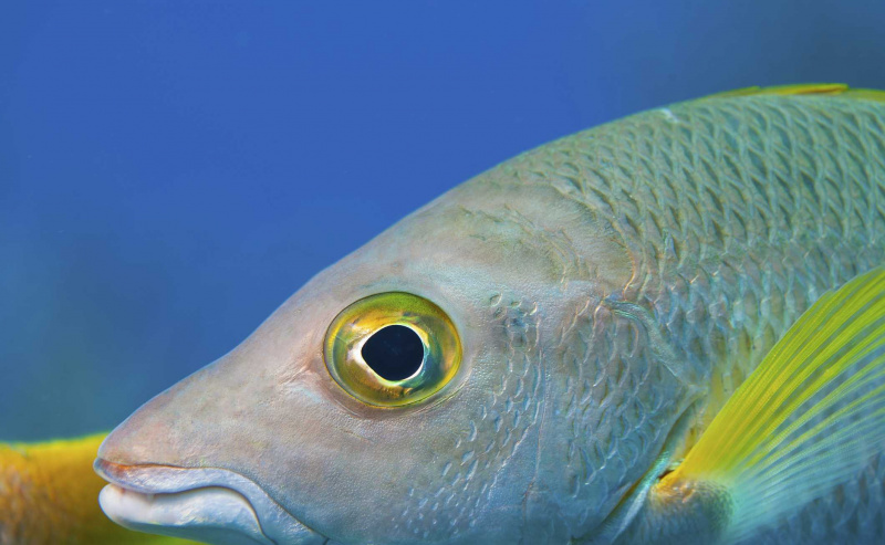 Nahaufnahme von Fischen, die unter Wasser schwimmen