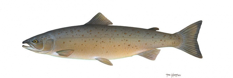 Atlantischer Lachs Illustration von Tim Knepp
