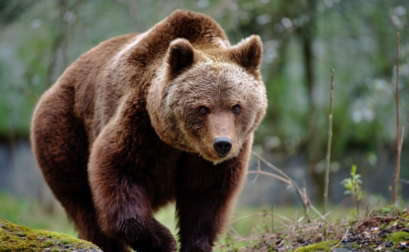 Urso marrom