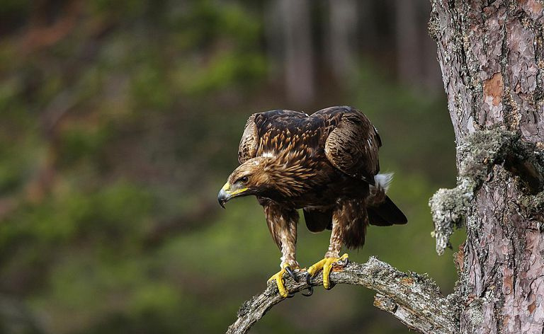 Aquila reale - Aquila chrysaetos