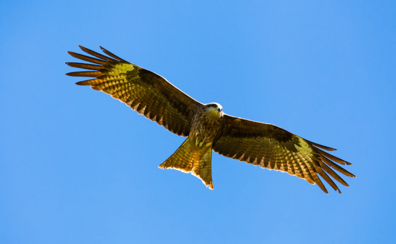 Aquila reale contro il cielo blu