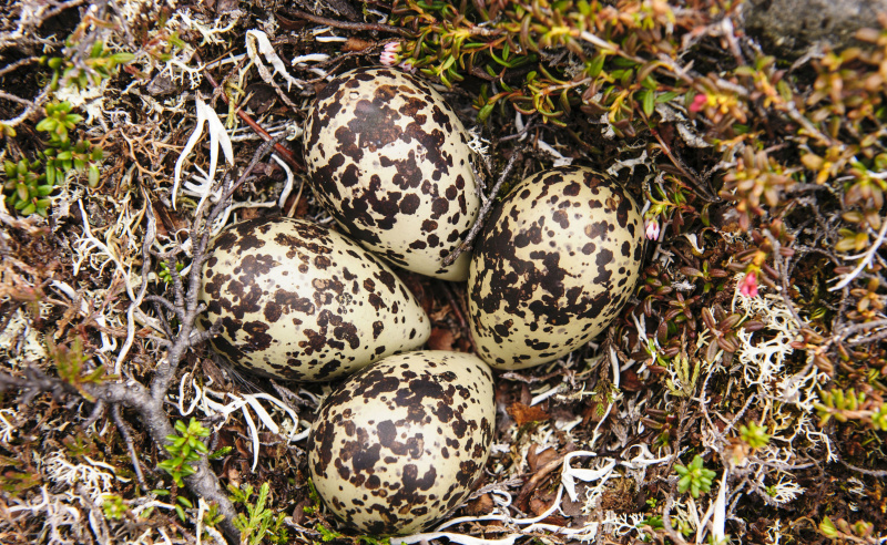 Sieweczka złota
