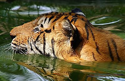 Tiger - Panthera tigris