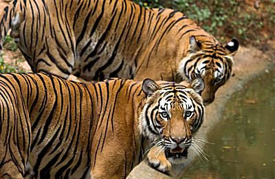 Malayansk tiger - Panthera tigris jacksoni