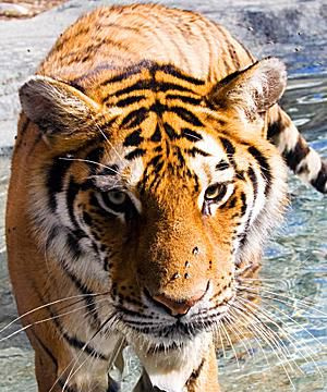 Tiger - Panthera tigris