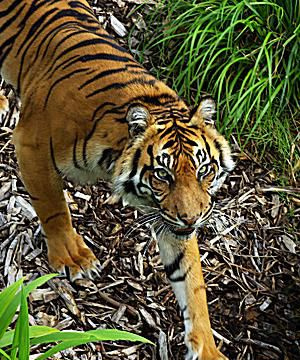 Tiger - Panthera tigris