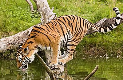 Tiger - Panthera tigris