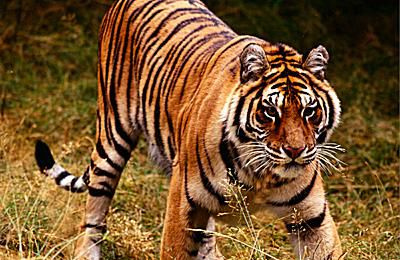 Tiger - Panthera tigris