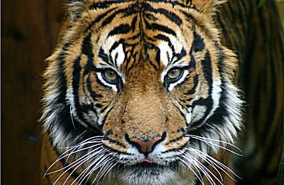 Sumatrantiger - Panthera tigris sumatrae